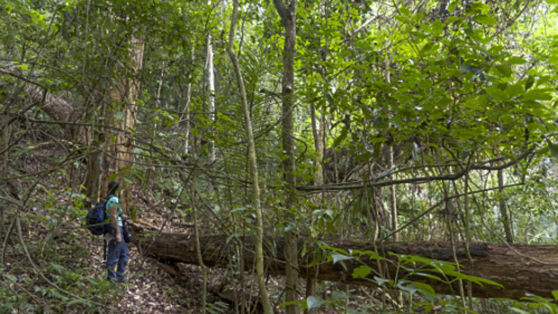 Parque Estadual do Rio Doce lança guia de trilhas e fortalece turismo de natureza no Vale do Aço
