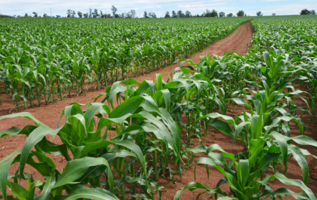 Agricultura familiar impulsiona economia e abastece o Vale do Aço