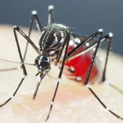 Dengue volta a preocupar: Ipatinga confirma mais de 300 casos em novembro