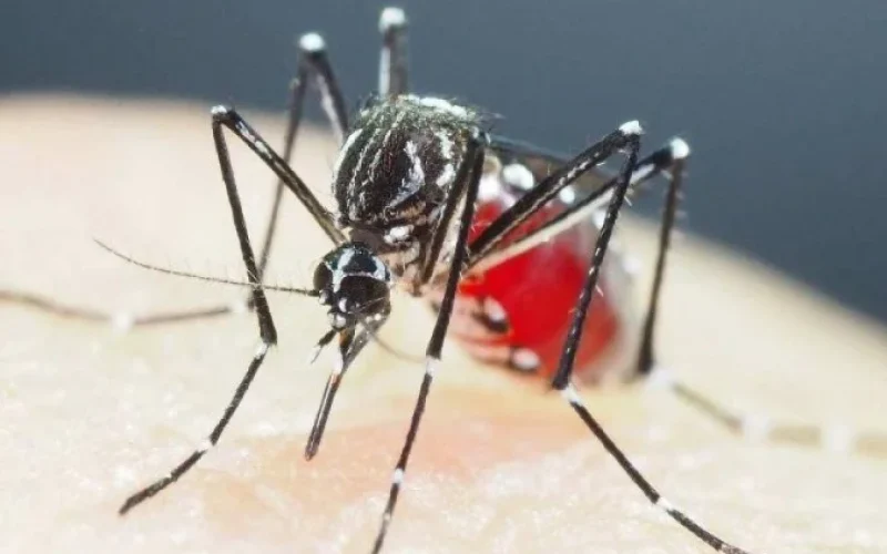 Dengue volta a preocupar: Ipatinga confirma mais de 300 casos em novembro