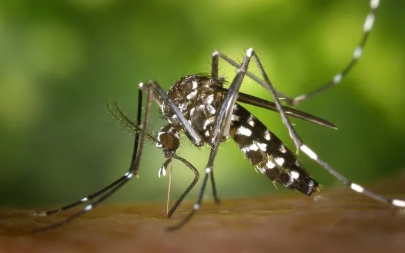 Casos de dengue dobram em Timóteo e acendem alerta da Secretaria de Saúde