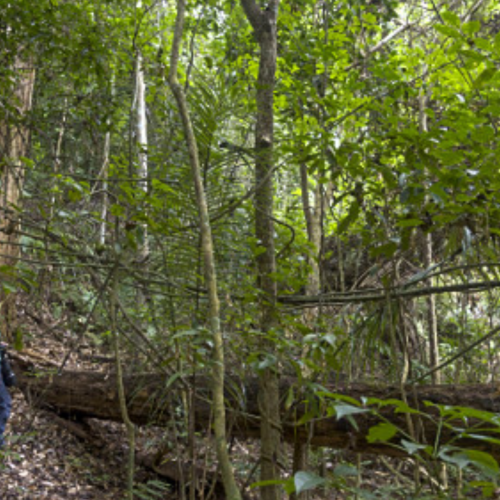 Parque Estadual do Rio Doce lança guia de trilhas e fortalece turismo de natureza no Vale do Aço