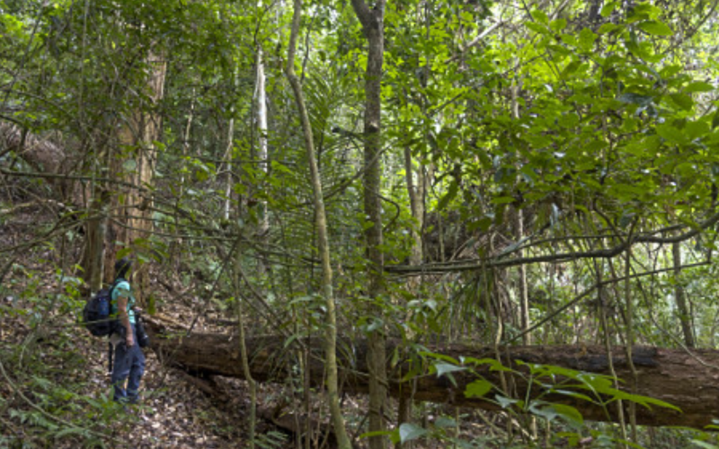 Parque Estadual do Rio Doce lança guia de trilhas e fortalece turismo de natureza no Vale do Aço