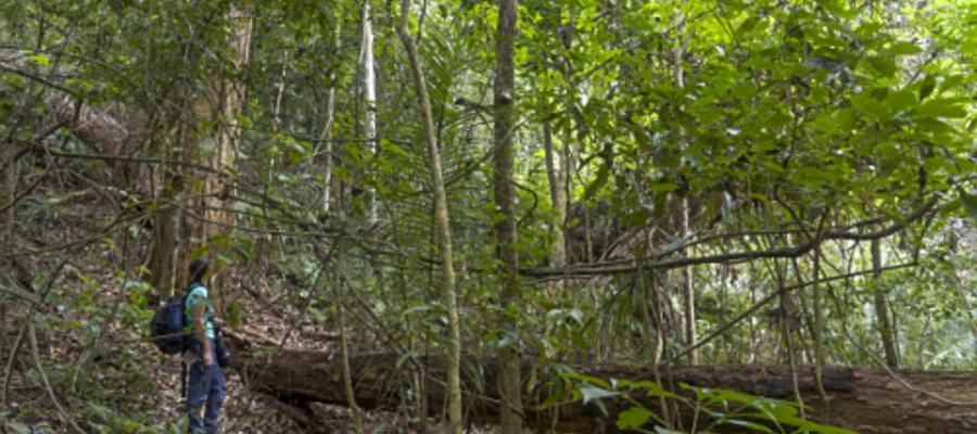 Parque Estadual do Rio Doce lança guia de trilhas e fortalece turismo de natureza no Vale do Aço