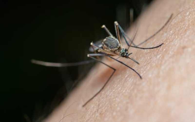 Santana do Paraíso entra em situação de alto risco para transmissão de arboviroses