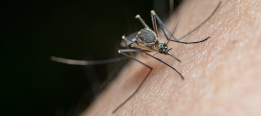 Santana do Paraíso entra em situação de alto risco para transmissão de arboviroses