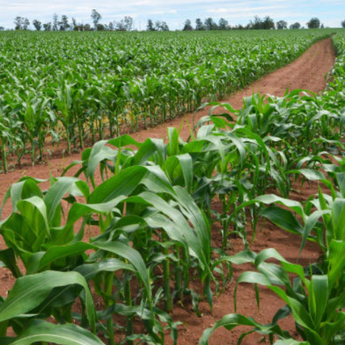 Agricultura familiar impulsiona economia e abastece o Vale do Aço