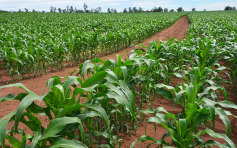 Agricultura familiar impulsiona economia e abastece o Vale do Aço