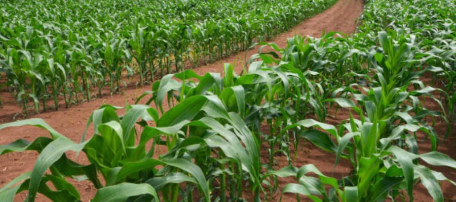 Agricultura familiar impulsiona economia e abastece o Vale do Aço