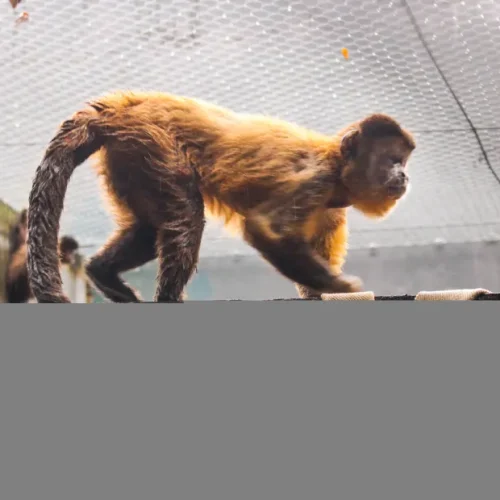 Projeto Xerimbabo Usiminas, “A Era das Inteligências”, inicia nesta sexta-feira em Ipatinga