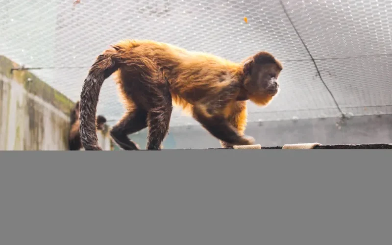 Projeto Xerimbabo Usiminas, “A Era das Inteligências”, inicia nesta sexta-feira em Ipatinga