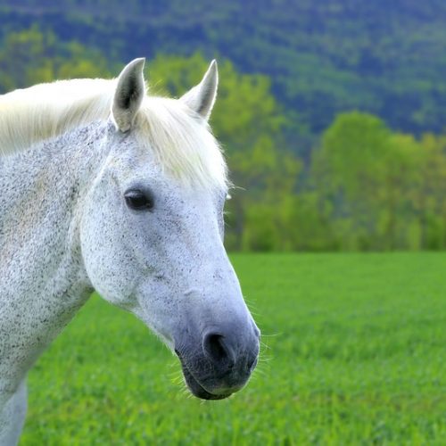 Tragédia em Santana do Paraíso: Égua usada em tratamento de criança autista morre após ser envenenada