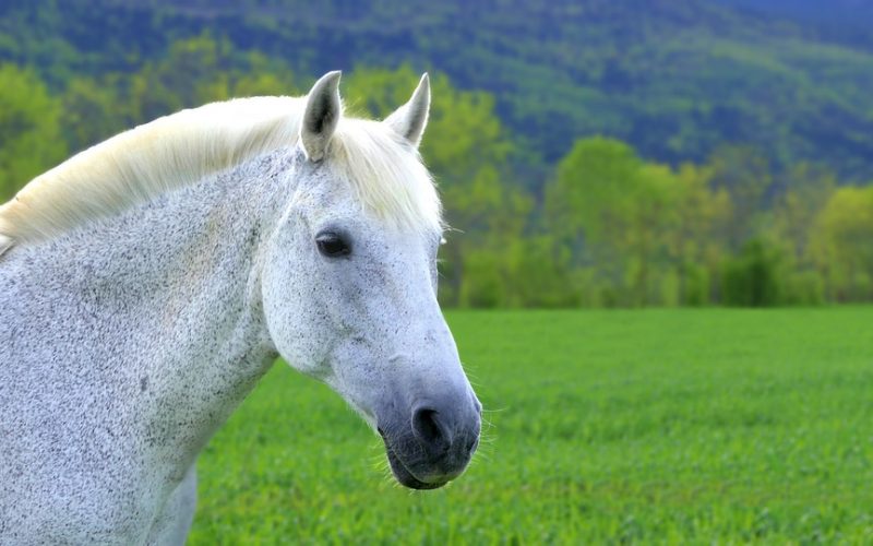 Tragédia em Santana do Paraíso: Égua usada em tratamento de criança autista morre após ser envenenada