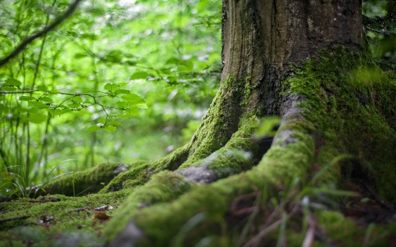 Projeto de Reflorestamento Recupera Áreas Degradadas em Santana do Paraíso