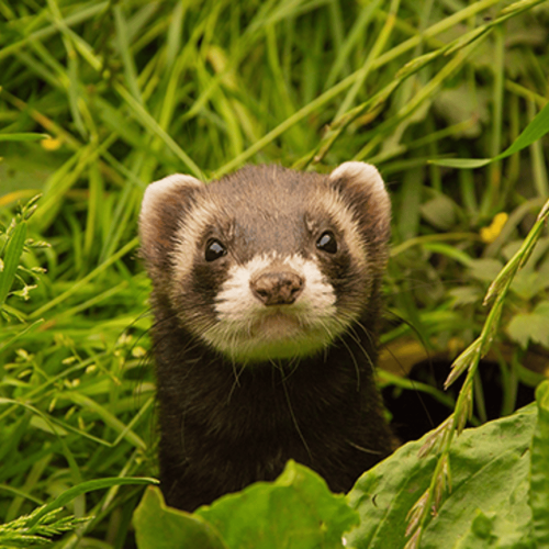 Sistema de rastreamento ajuda a proteger animais silvestres no Parque Rola-Moça