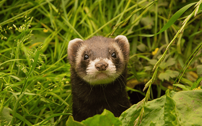 Sistema de rastreamento ajuda a proteger animais silvestres no Parque Rola-Moça